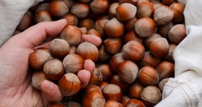 Türkiye'den 1.4 Milyon Dolar Fındık İhracatı