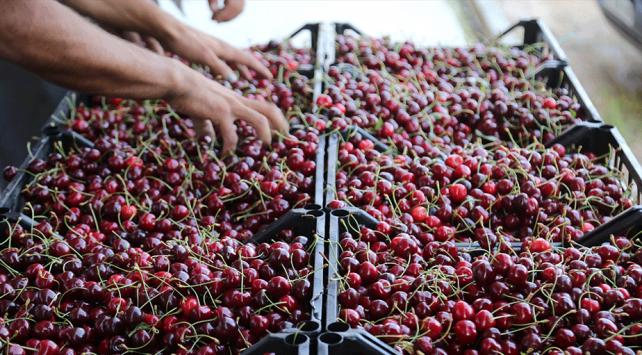 Kiraz İhracatının Yüzde 20 Artması Öngörülüyor