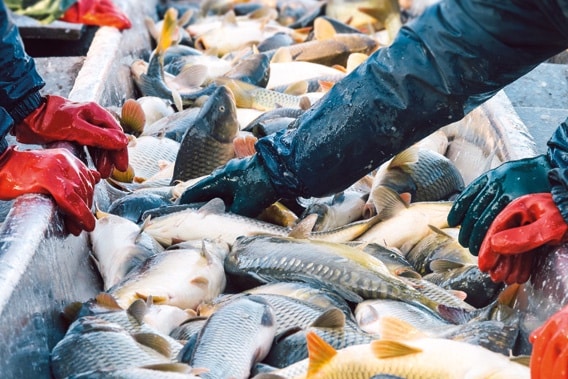 Türkiye, Su Ürünleri İhracatından 310 Milyon Dolar Kazandı