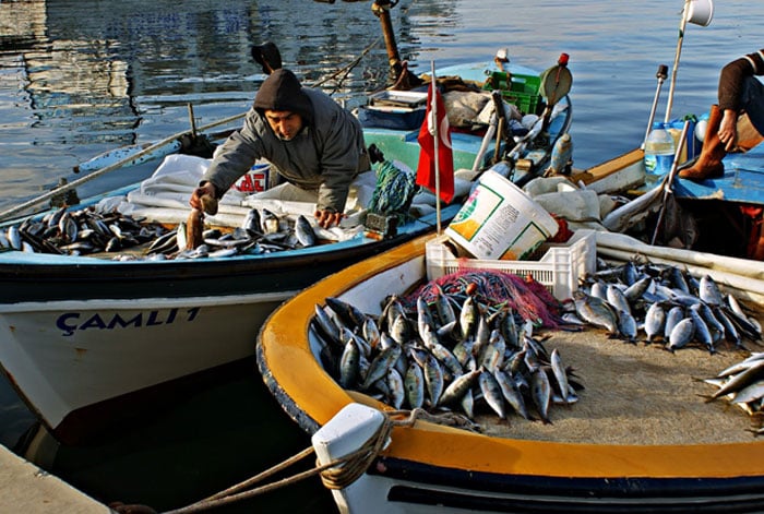 Covid-19 Balık Fiyatlarının Düşmesine Neden Oldu