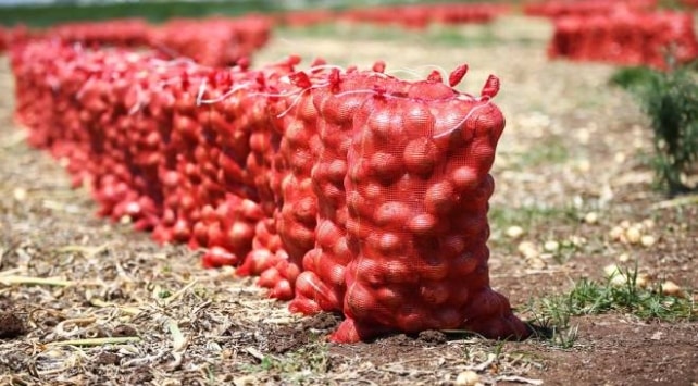 Kuru Soğanın Fiyatı Tarlada 60 Kuruş