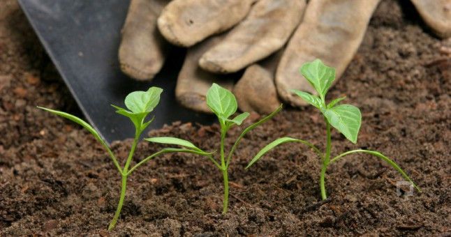 Organik Gübre Desteği Ödemeleri Başladı