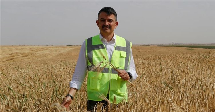 Tahıl Fiyatları Üreticiyi Sevindirdi