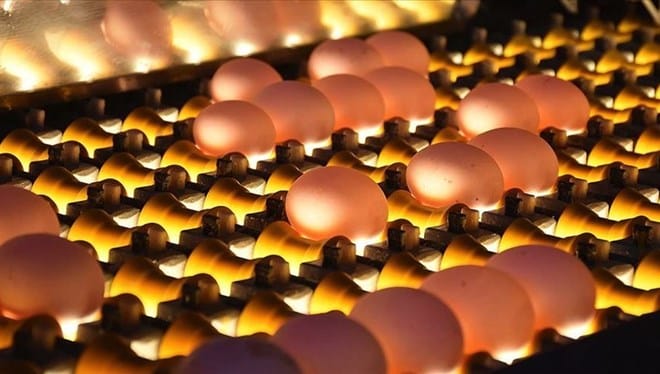 Yumurta Üretiminde Rekor Artış