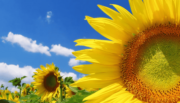 Rusya’dan Ayçiçek Kabuğu İthali Gerçekleştirildi