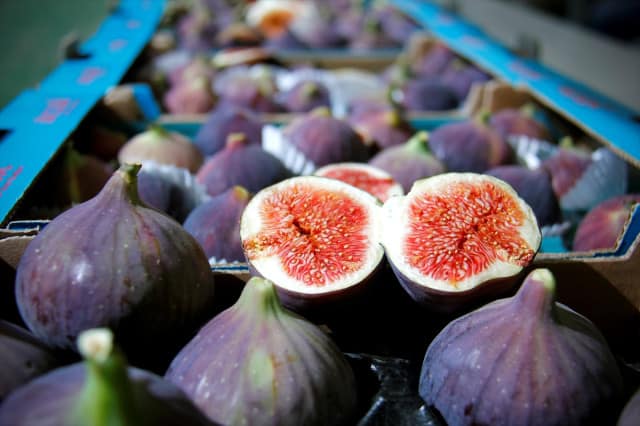 Siyah İncir, İhracatçısının Yüzünü Güldürdü!