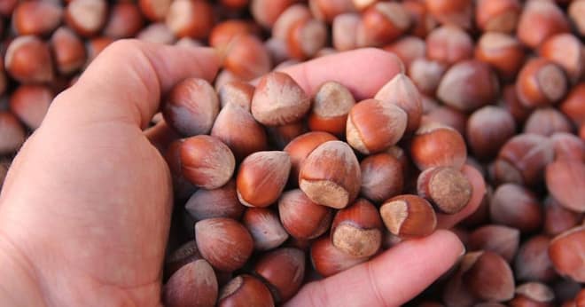 Fındık Alım Fiyatı Üreticinin Yüzünü Güldürdü!