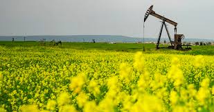 WTI stages decisive rebound after slumping below $42