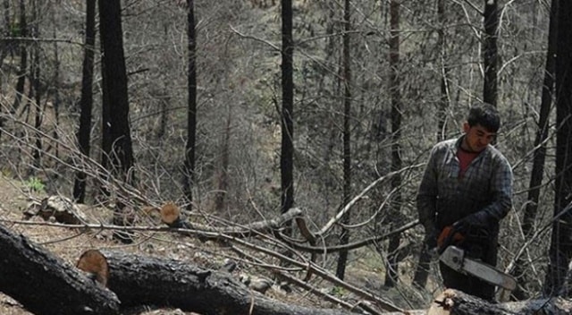 Orman Köylülerine Faizsiz Kredi Geliyor!