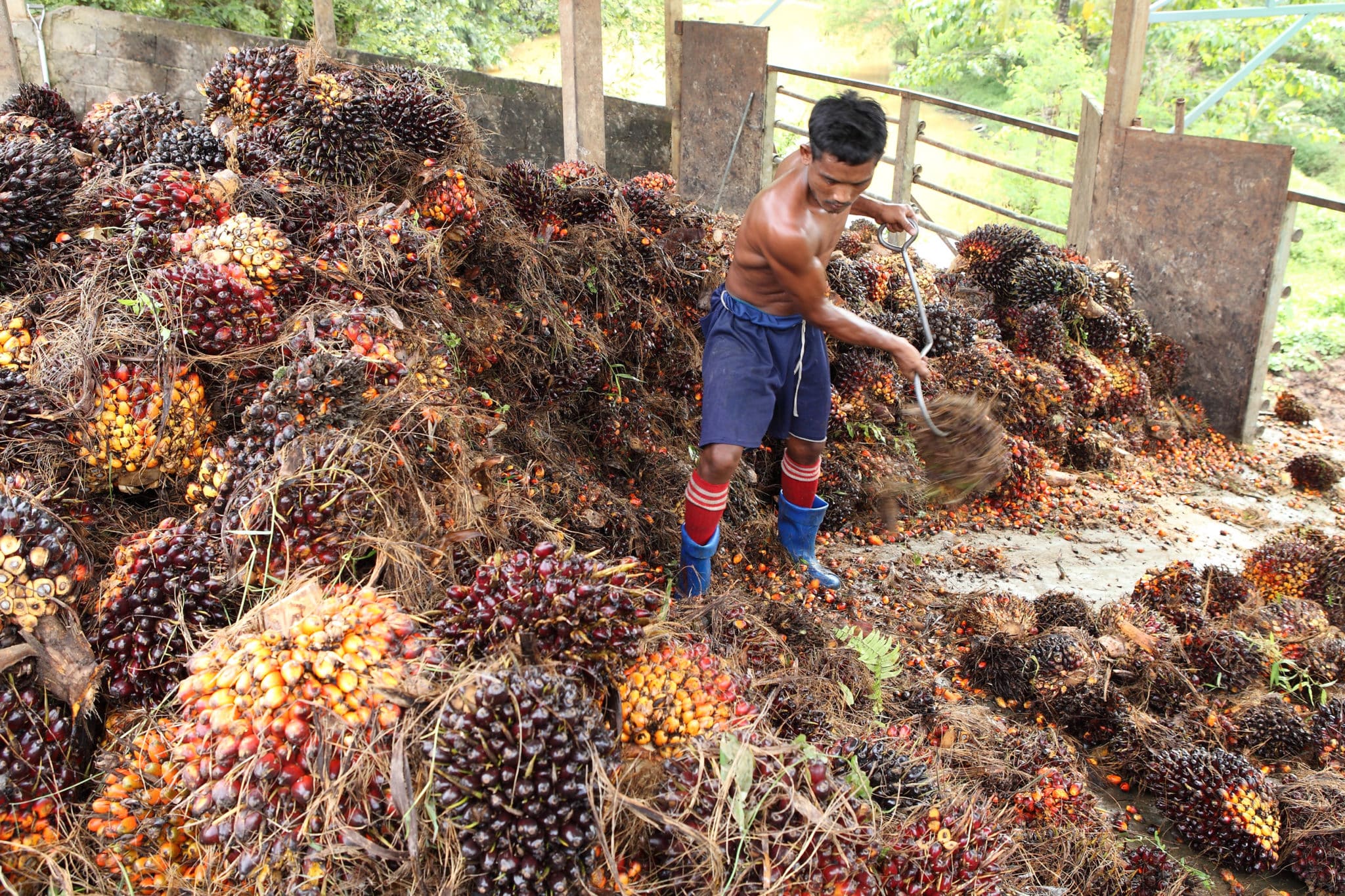 Behind The Profits From Palm Oil Production Lies The Suffering Of Millions