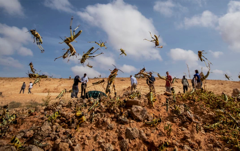 Ethiopia is Under Infestation Desert Locusts