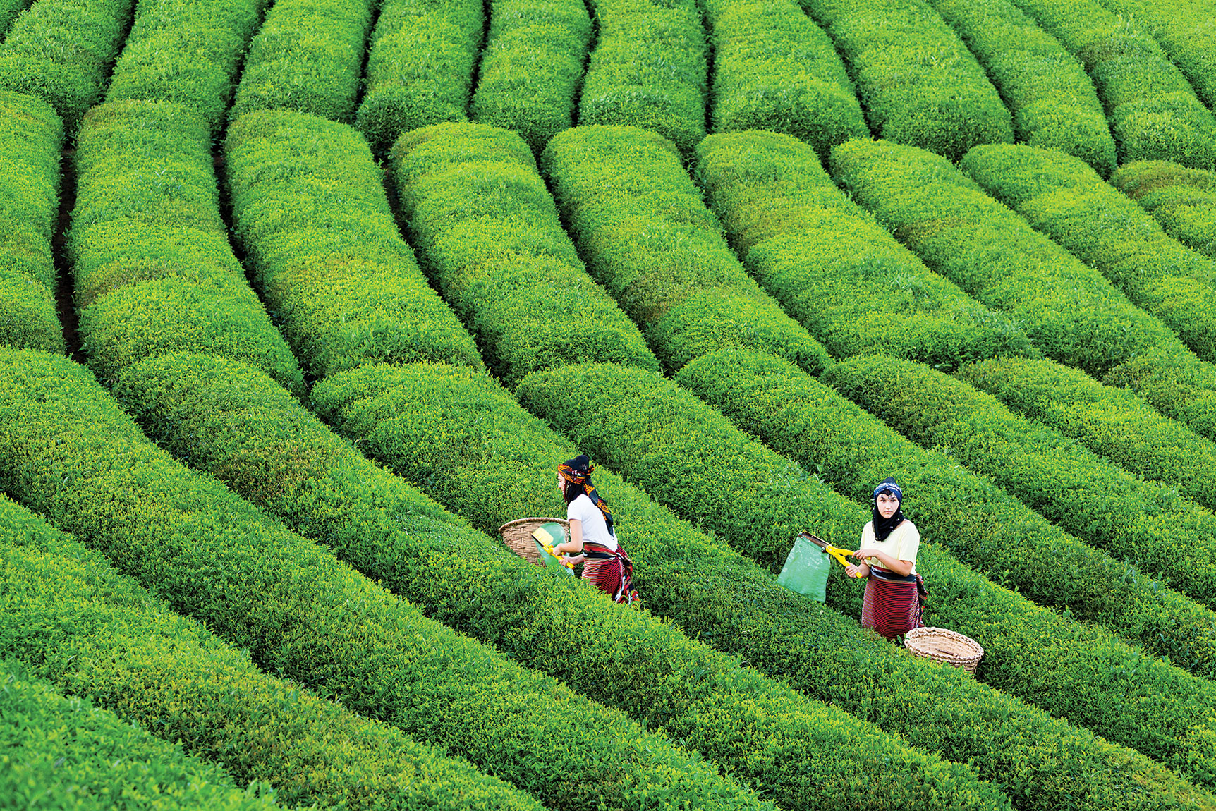 Türk Çayı Ülkeye 15 Milyon Dolar Girdi Sağladı