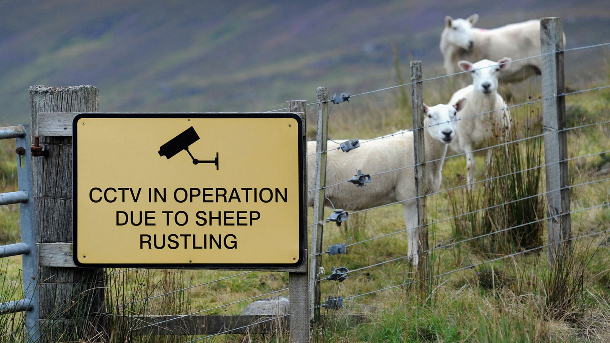 Livestock theft has become an increasing problem in the UK