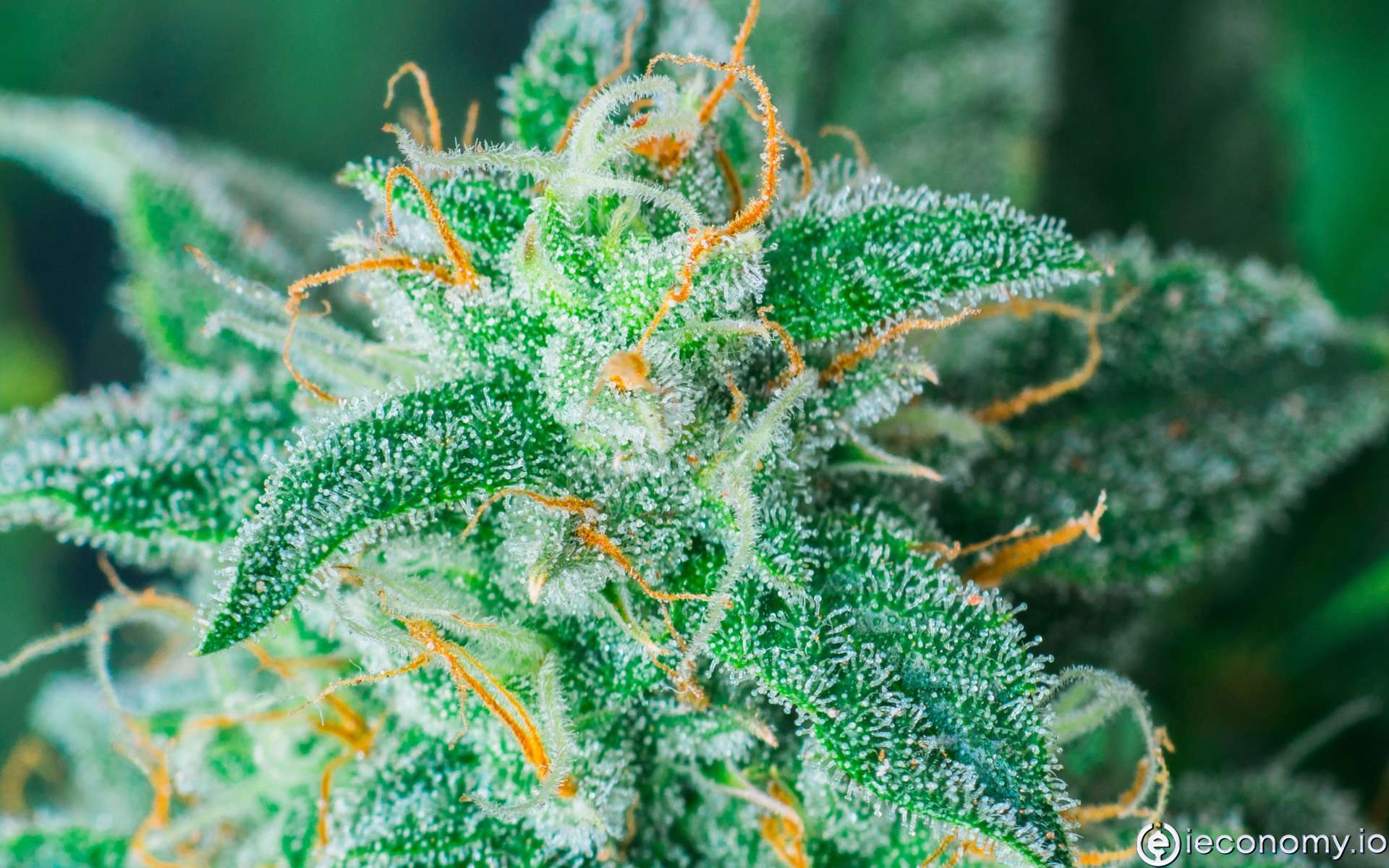 Cannaable, kenevir için Amazon olmaya hazırlanıyor