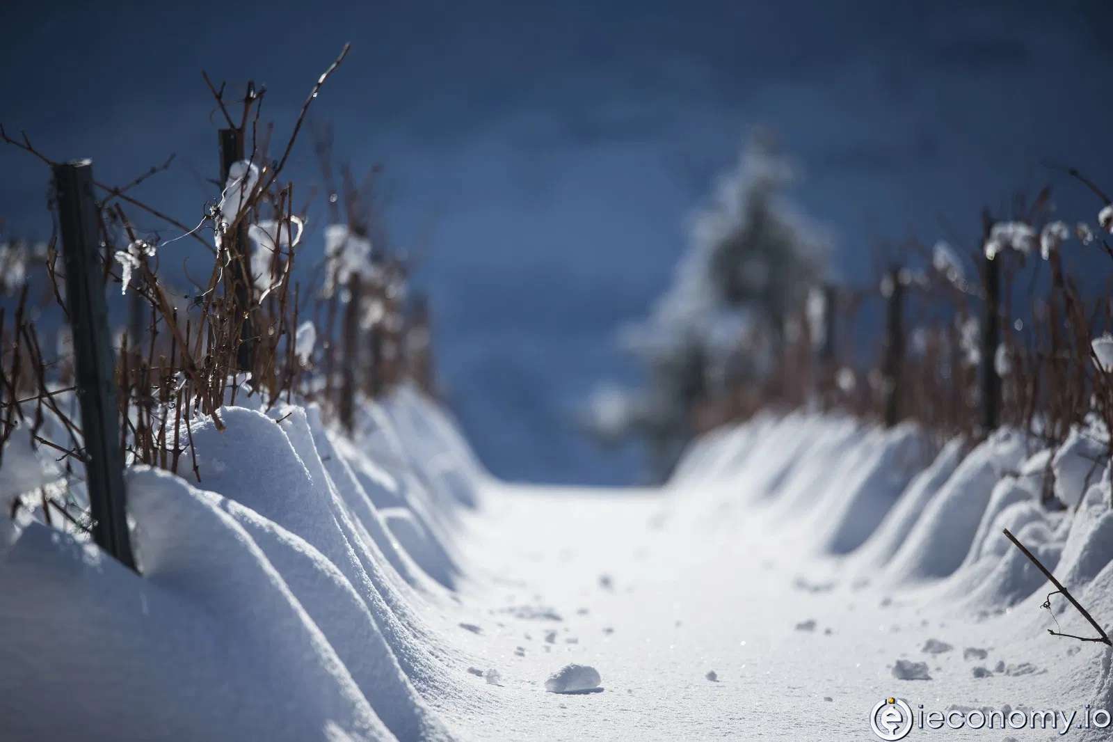 French wine production may decrease by almost a third