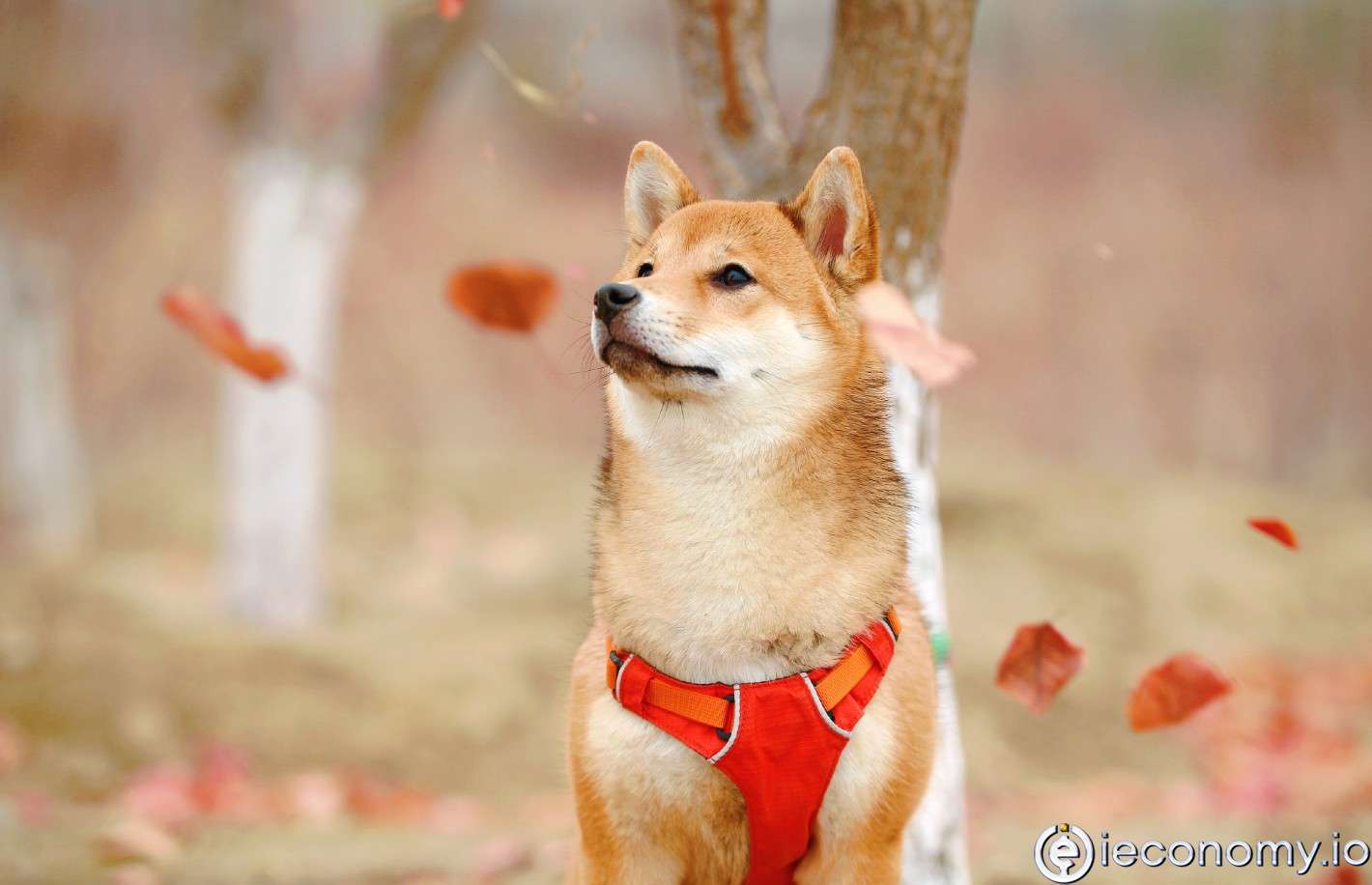 Dogecoin SNL’deki DOGE Şakalarının Ardından Çakıldı!