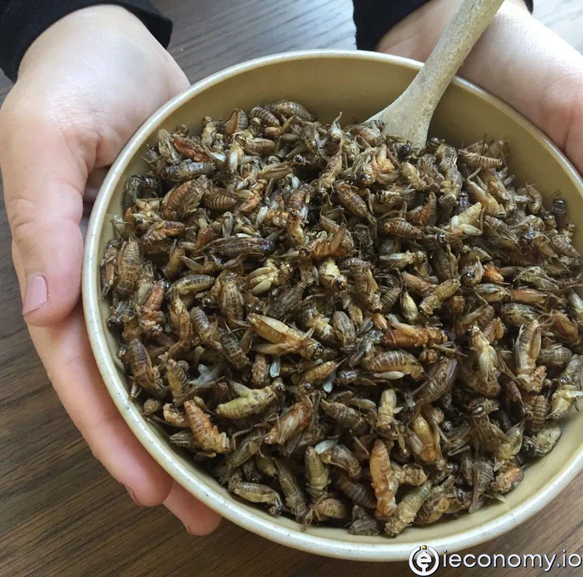 The first startups are created, focusing on insect products