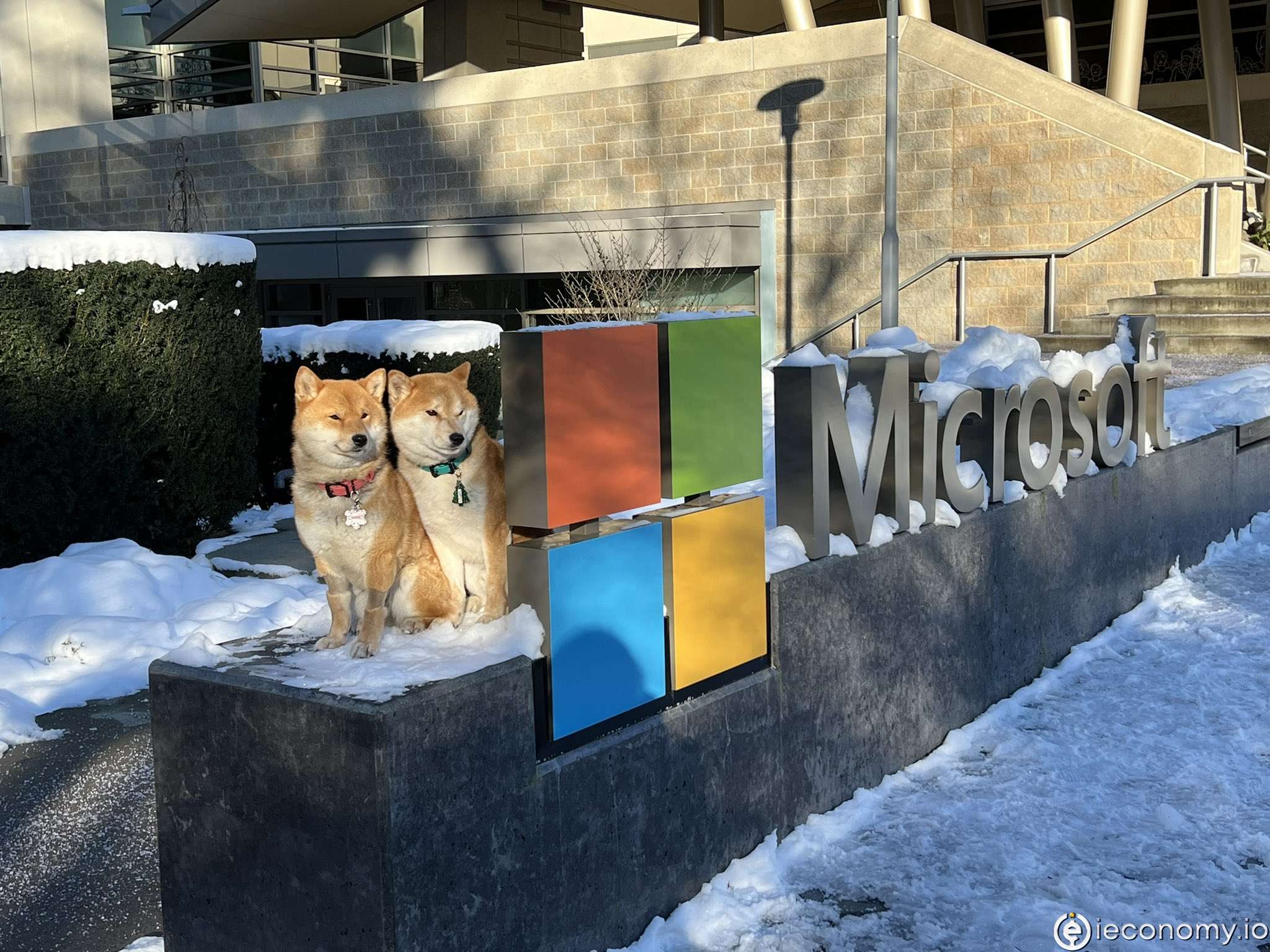 Microsoft Shiba Inu Göndermesi Yaptı, Yatırımcı Heyecanlandı