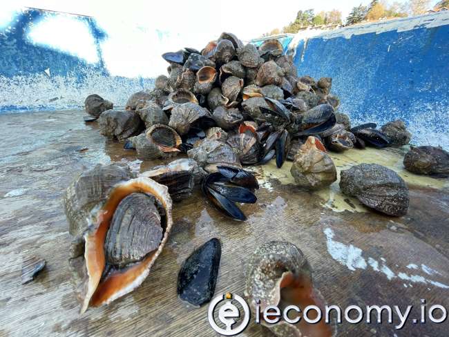 New Record in Sea Snail Exports from the Black Sea