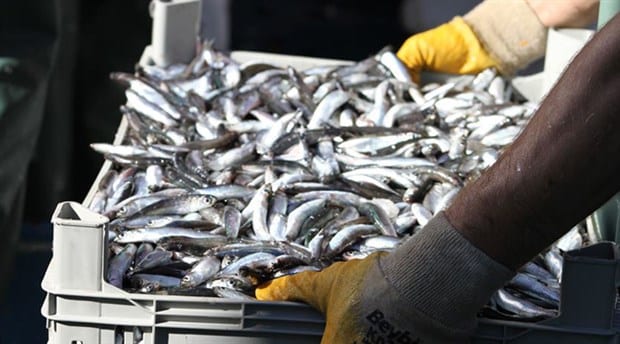 Hamsi'de Rekor Fiyat!