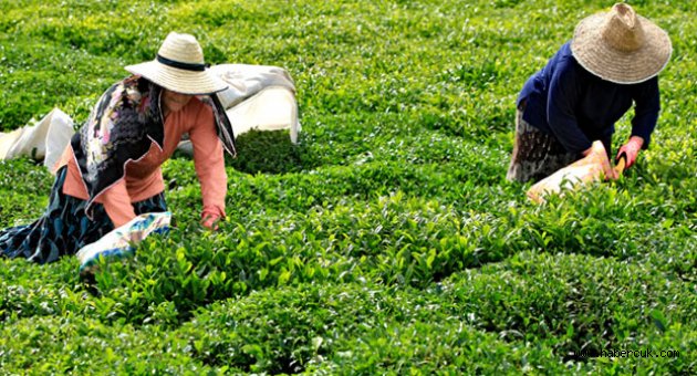 2 Bin Çay İşçisi Aranıyor!