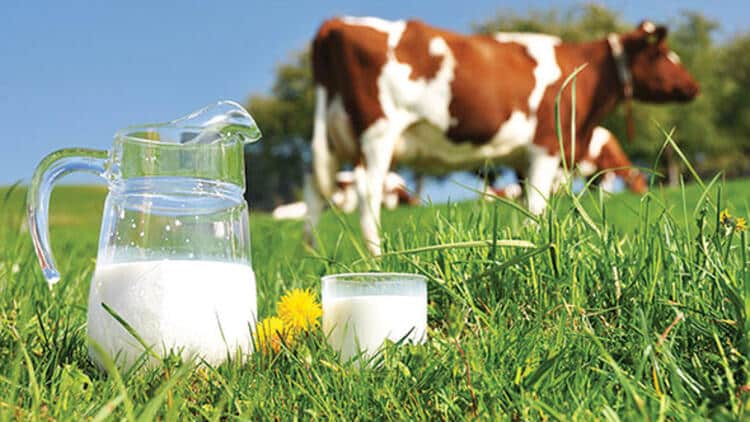 Süt Sektörü İhracatı Arttırmayı Öneriyor