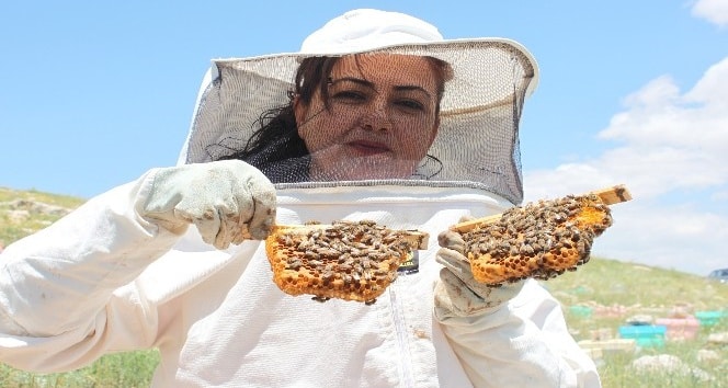 Kraliçe Arılar Mersin'in Yaylalarında Yetiştiriliyor