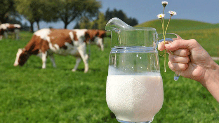 Süt Üreticilerinden Zam Talebi!