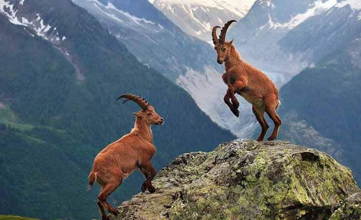 Tunceli’deki Av İhalesi Tepkiler Üzerine İptal Edildi!