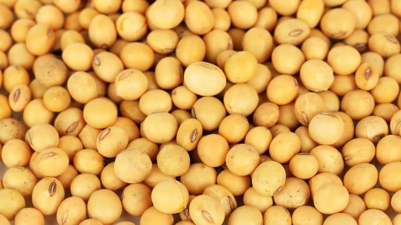 European Commission Had Authorized A Genetically Modified Soy