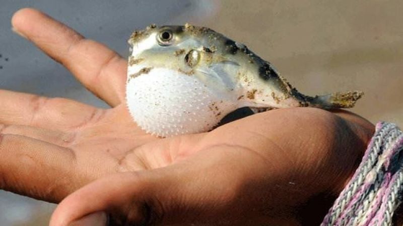 Pakdemirli: Pufferfish Fishing will be supported