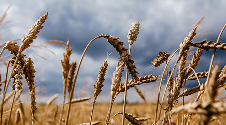 Buğday Artan Talep Üzerine 6 Yılın Zirvesinde
