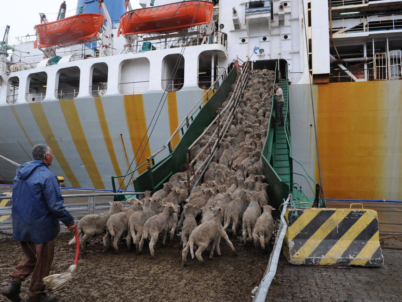 130,000 sheep are starving to death in front of the clogged Suez