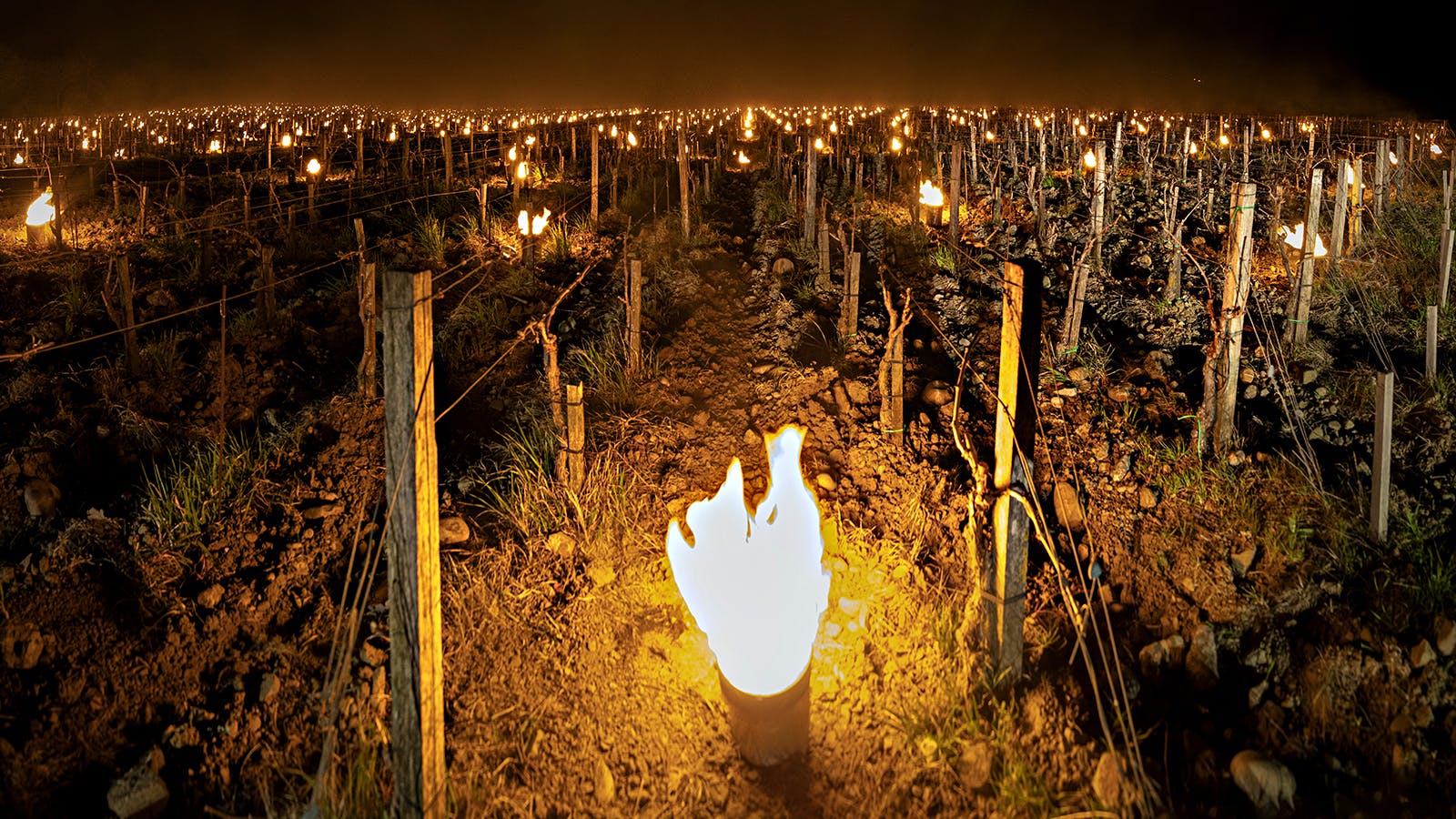Donların Fransa'daki şarap üretimini üçte bir oranında azaltması muhtemel