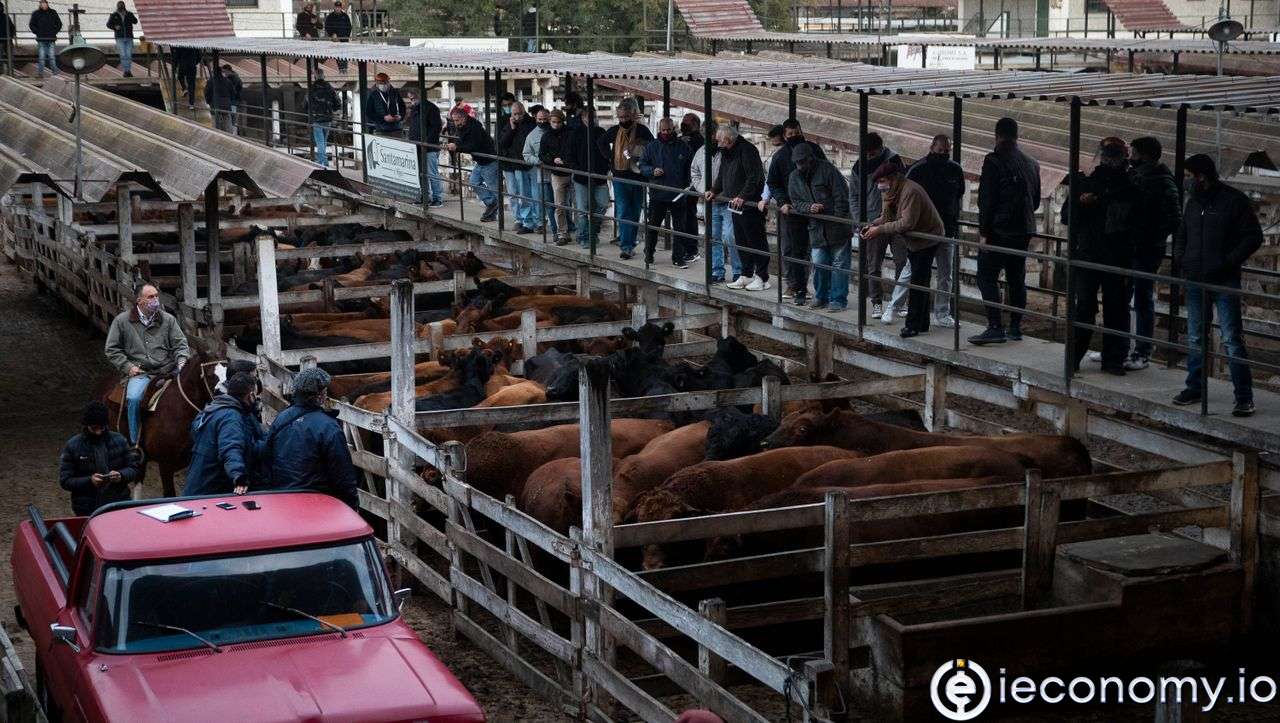 The Argentine cattle breeders are allowed to sell meat abroad again