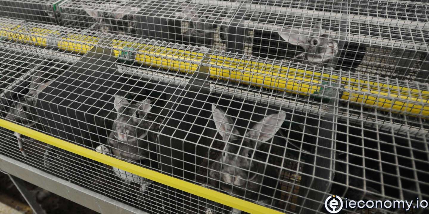 The EC wants to extend the ban on caged animal husbandry