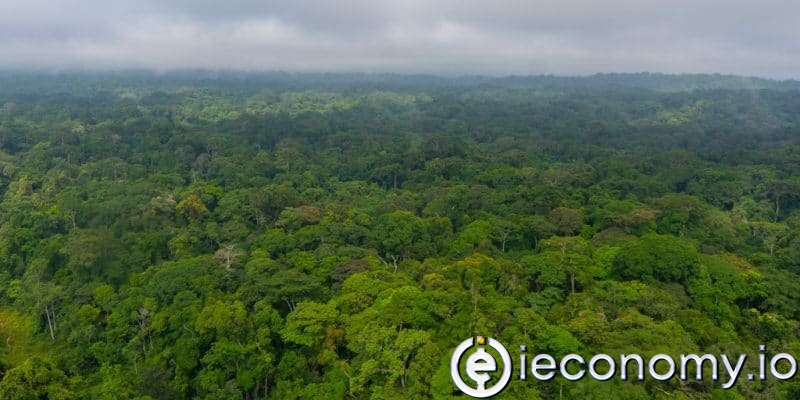 Gabon kısa süre önce ormanını koruduğu için 17 milyon dolar aldı