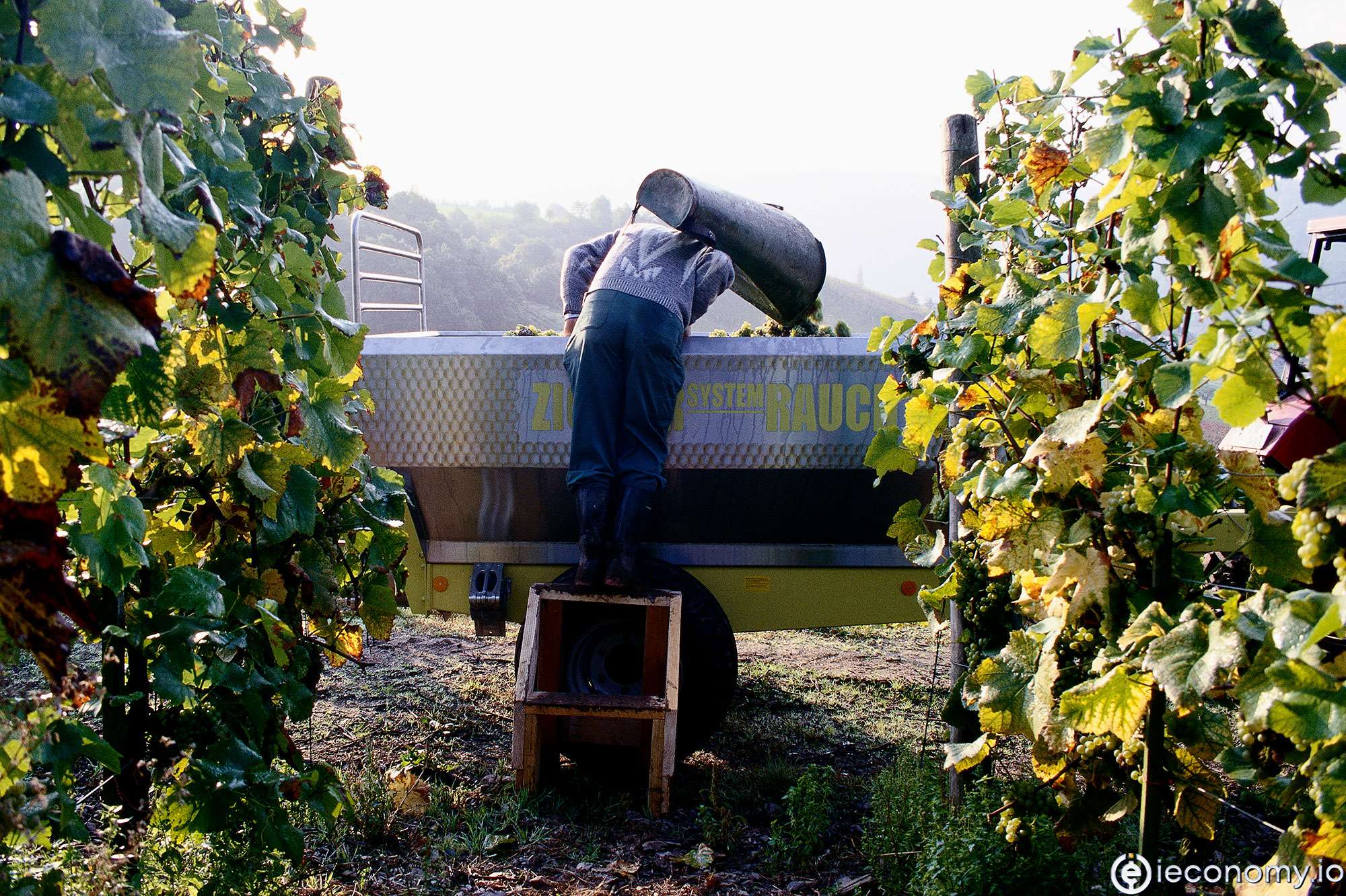 Güney Avrupa'daki şarap üretimi önemli ölçüde düşecek
