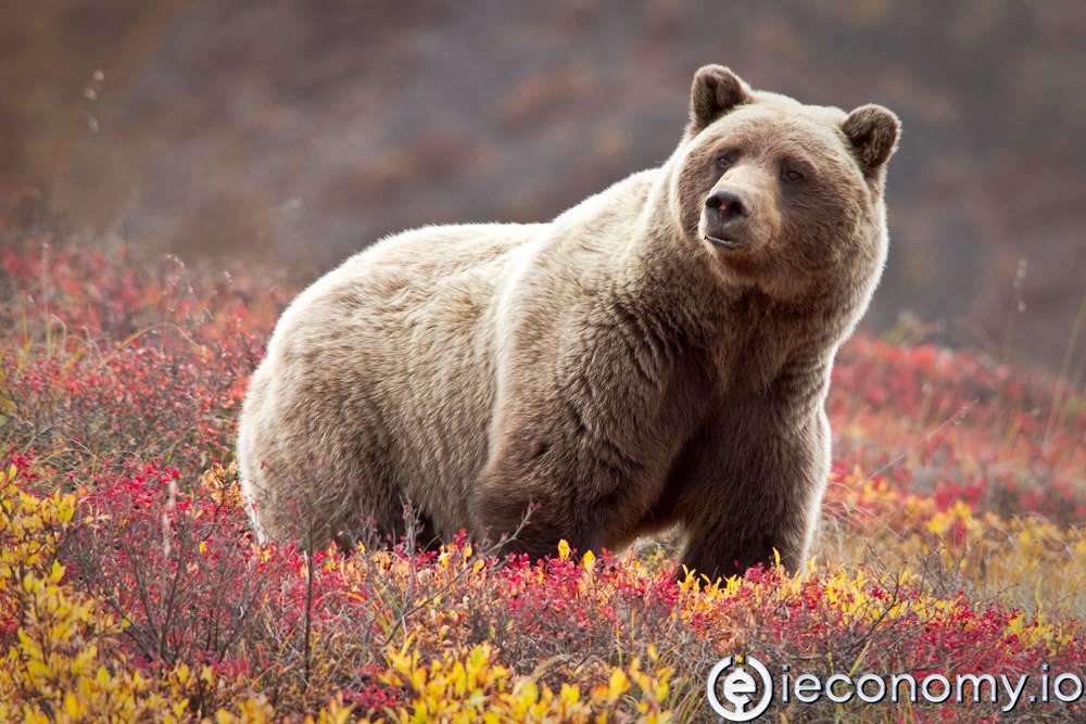 A bear market review from Goldman Sachs