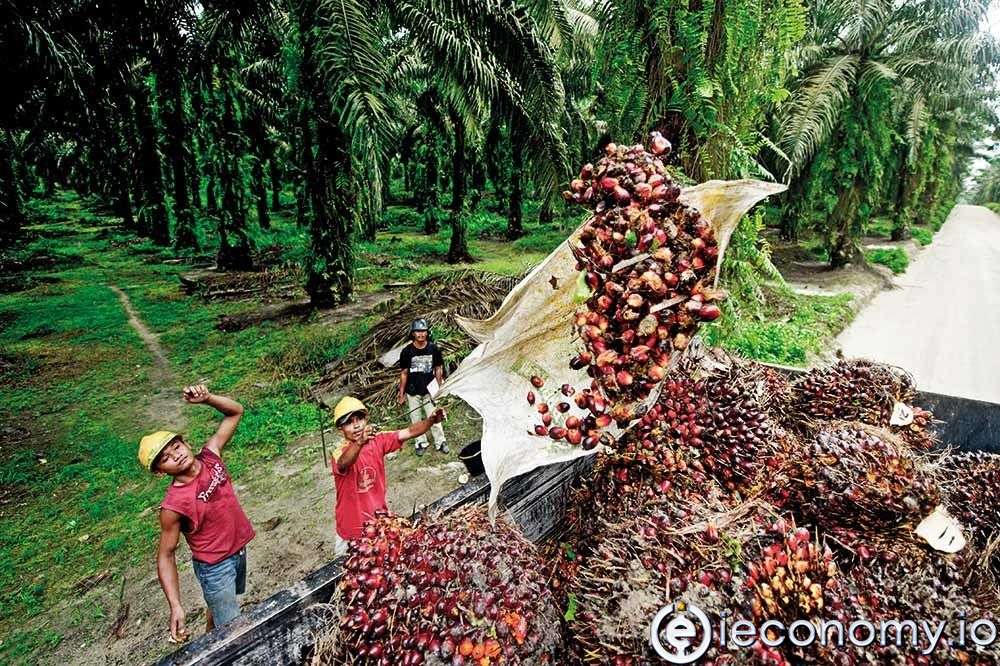 A new record for palm oil