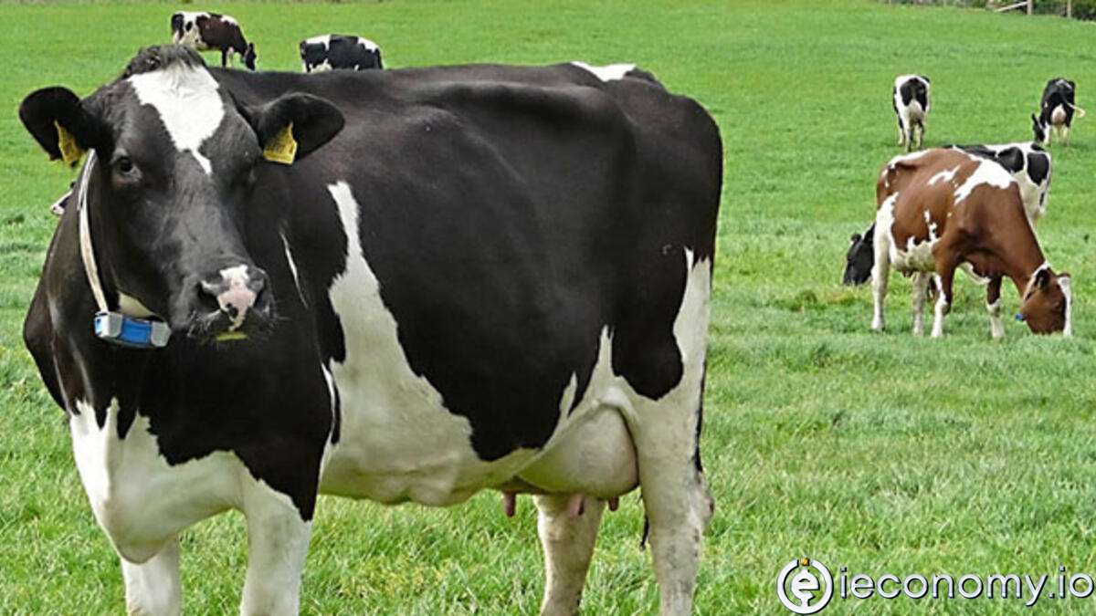 Et ve Süt Ürünlerinde Büyük Kriz Kapıda