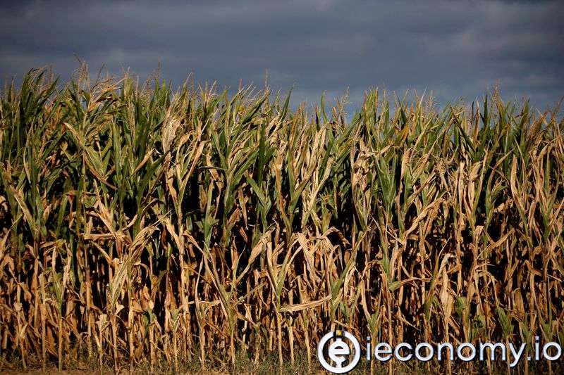 French Maize Crop Rating Downgrades as Drought Increases