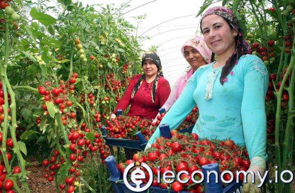 President of Sera-Bir Müslüm Yanmaz: ''Tomato will be 50 TL this winter''