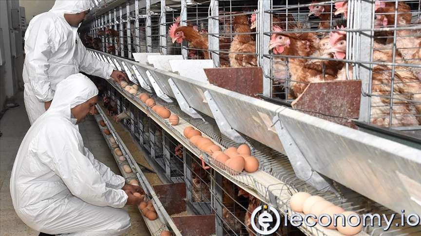 Fransa’da Yaşanan Enerji Sorunu Tavuk İthalatını Artırdı