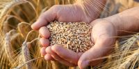Kuraklık Nedeniyle Tahıl Rekoltesi Yüzde 30-40 Gerileyebilir